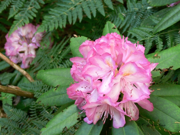 Bois des Moutiers (47) Juin 2012